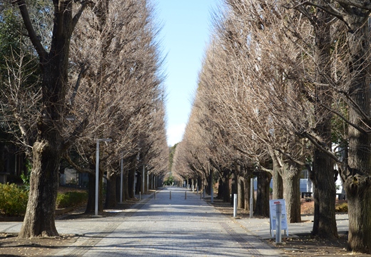 東京大学