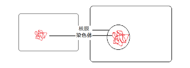 原核細胞(左)と真核細胞(右)の模式図